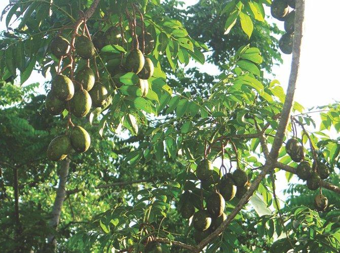 All About Amra (आमड़ा) - the Sour Tangy Cousin of Mango