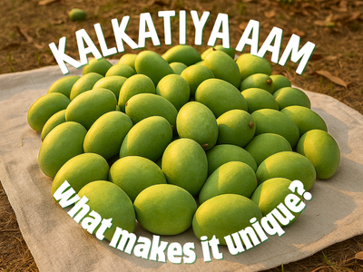 Kalkatiya Aam in mango orchard in Darbhanga Bihar